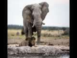 حمله فیل عصبانی به شیر | شیر در مقابل فیل | مبارزه واقعی!