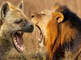 جنگ خونین کفتار با شیر - نبرد حیوانات