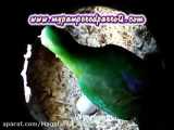 لانه شاه طوطی استرالیایی