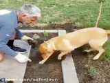سگ کمک باغبان