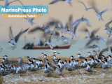 پرندگان دریایی ساحل بوشهر در یک روز بارانی 