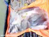 ماهیگیری - ماهی کپور بزرگ گرم آبی
