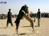 وحشی ترین سگ ها بین قدرجونی ، افغان و سرابی کدام است ؟