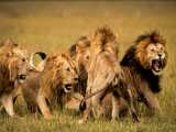 حیات وحش آفریقا، حمله های باشکوه شیر برای شکار