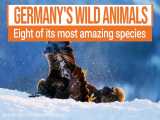 حیوانات وحشی باورنکردنی را می توانید به زبان آلمانی ببینید