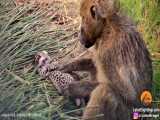 حیات وحش، دزدیده شدن بچه پلنگ توسط میمون