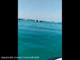 مشاهده لاشه نهنگ در سواحل جزیره کیش - www.nicekish.com