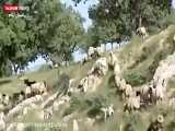 گوسفند‌هایی که مسافر فرنگ می‌شوند