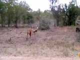 شکار غزال توسط سگ های وحشی