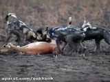شکار بی رحمانه غزال توسط سگ های وحشی