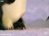 تصاویری از پنگوئن های زیبای قطب
