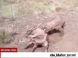 شکار غزال به دست اژدهای کومودو