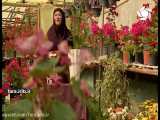 نگهداری و پرورش گل   اریکا   - شیراز