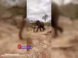 حمله فیل عصبانی به پلنگ‌ها پس از شکار ایمپالا   فیلم