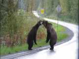 دعوای وحشتناک و رعب انگیز دو خرس گریزلی وسط خیابان