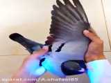 نقش زیبا در بال های کبوتر