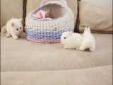 بچه گربه سفید ناز در کنار خرگوش خیلی ناز کوچولو -خوردنی ------- نیست !