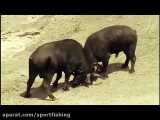 فیلم مستند عجایب جنگ و جدال و شکارهای بوفالوها توسط شیرهای وحشی حیات وحش افریقا