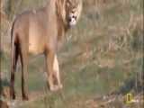فیلم مستند جنگ وجدال و شکارهای شیرهای وحشی حیات وحش افریقا
