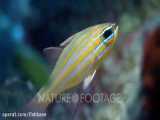 ماهی کاردینال خط‌نارنجی: Taeniamia fucata