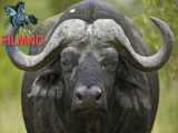 حیات وحش آفریقا_ بوفالو - حیوانات وحشی آفریقا - صداهای واقعی آفریقا