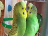 مرغ عشق مست (آماده جفت گیری و تولیدمثل)   کانال :عشق پرنده