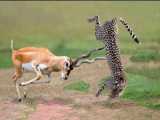 حمله حیوانات | مبارزه حیوانات | شکست یوزپلنگ از غزال