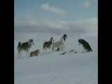 مستندی باور نکردنی از نمایش گرگها در یک روز زمستانی سرد!