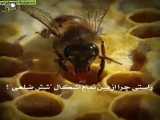 اعجاز زنبورعسل در قرآن کریم حتما ببینید