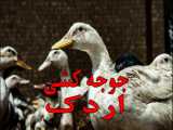 آموزش کامل جوجه کشی اردک