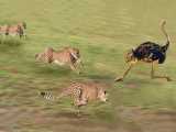 حیات وحش - یوزپلنگ در مقابل شتر مرغ - شکار مرگبار حیوانات