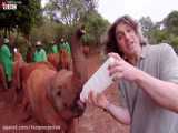 ویدیویی از غذا خوردن بچه فیل های یتیم