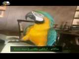 گرانترین طوطیها در ایران