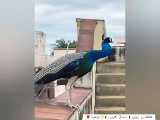 فیلمی زیبا از بازشدن پرهای طاووس