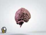 چندین واقعیت جالب درباره مغز انسان