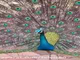 زیبایی وصف نشدنی طاووس؛ سبحان‌الله