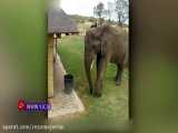 احترام حیرت آور یک فیل به محیط زیست!
