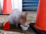 شجاعت دیدنی یک موش در رویارویی با گربه‌ای گرسنه