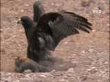 شیرجه و حمله برق آسای بسیار ترسناک عقاب غولپیکر از آسمان به سوسمار عظیم الجثه HD
