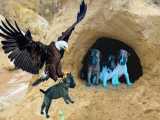 مستند حیات وحش - شکار توله سگ توسط عقاب