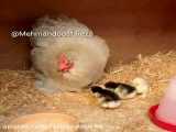 کلیپ خنده دار مرغ و بچه ها