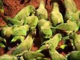 طوطی دم بلند آمریکای جنوبی