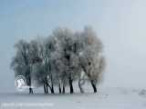 یخ‌زدگی درختان در اردبیل؛ جلوه دیدنی جدال برف و سرما