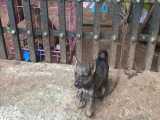 نجات سگ کوچول معلول که صاحبش به دروازه زنجیر کرده است و بهش غذا نمیداد