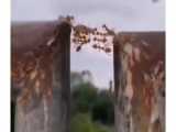 درست کردن پل توسط مورچه ها خارق‌العاده و بسیار زیبا