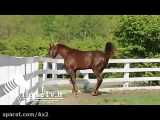 اسب زیبای عرب