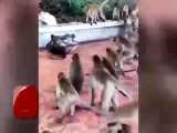 جمع شدن میمون ها برای نجات هم نوعشان از دست مار غول پیکر  پیتون