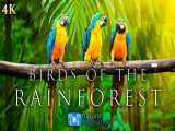 پرندگان شگفت انگیز جنگلهای بارانی   موسیقی آرامبخش