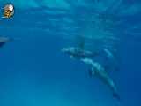 فیلم کوتاه از جهان باشکوه دلفین ها