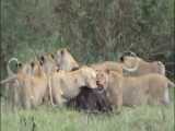 فیلم مستند شکار بوفالو توسط شیرهای حیات وحش افریقا (قسمت دوم)